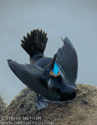 GANNETS, FULMARS, PELICANS, AND CORMORANTS